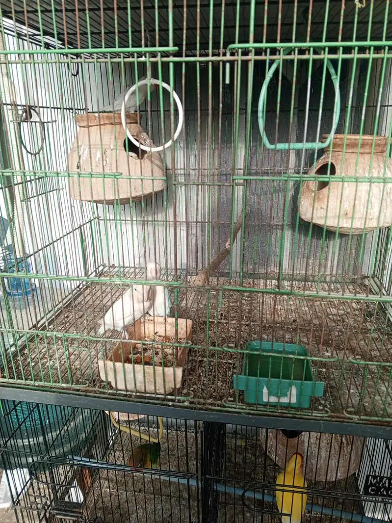 Lovebirds and cocktail for sale — photo 3