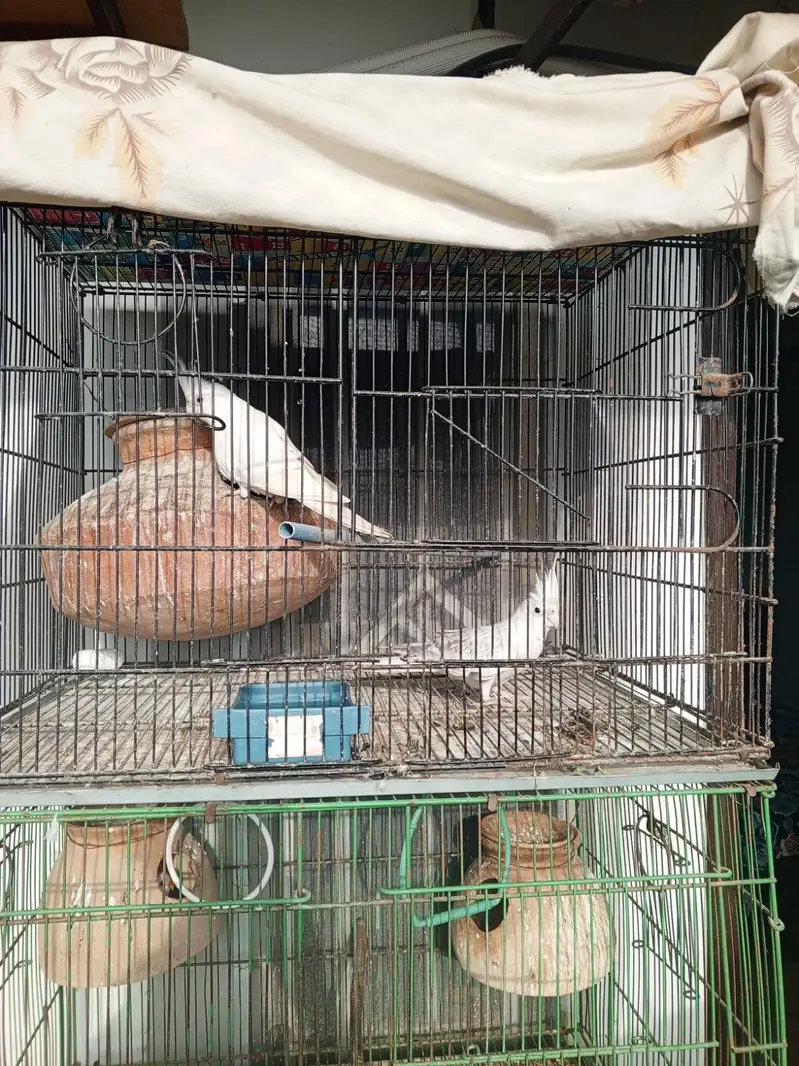Lovebirds and cocktail for sale — photo 4