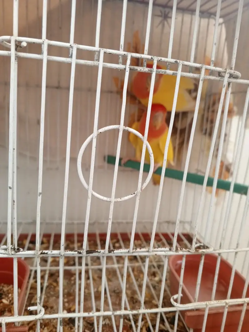 Lovebirds and cocktail for sale — photo 6