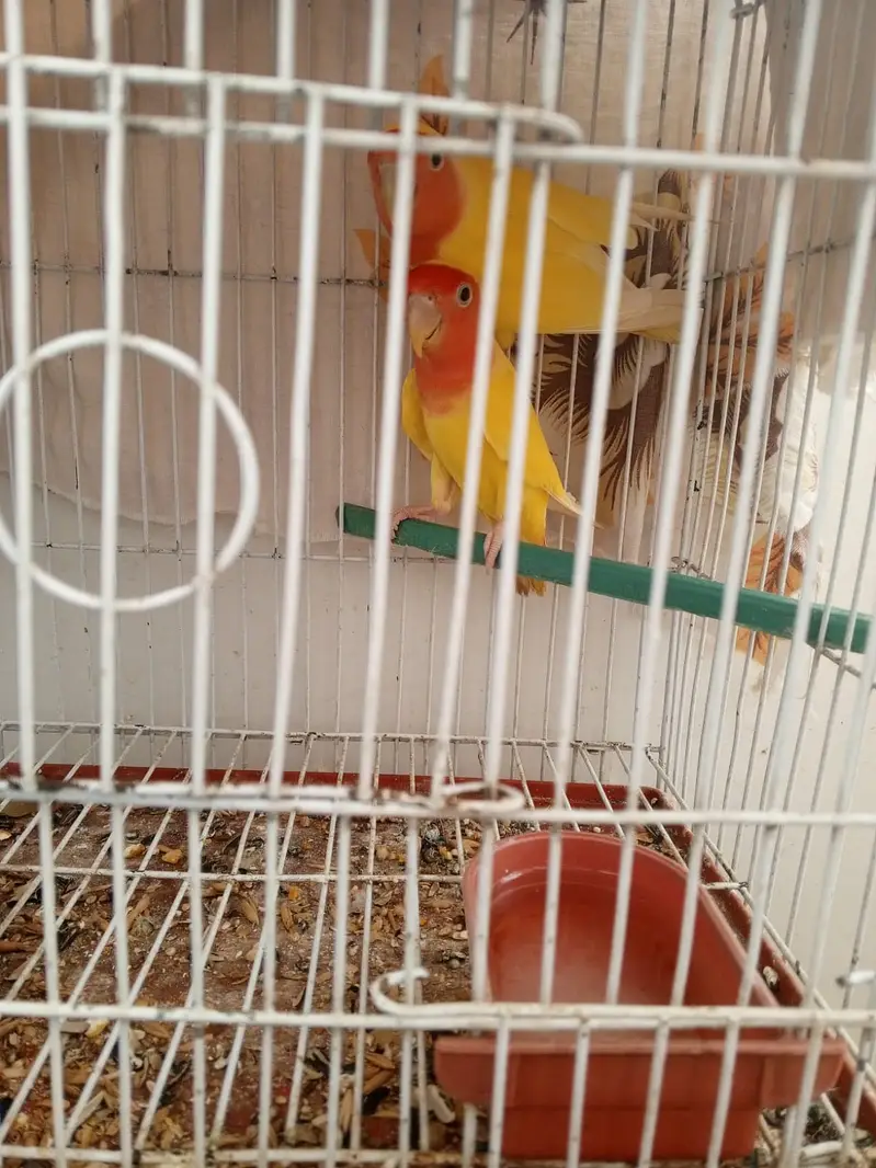 Lovebirds and cocktail for sale — photo 7