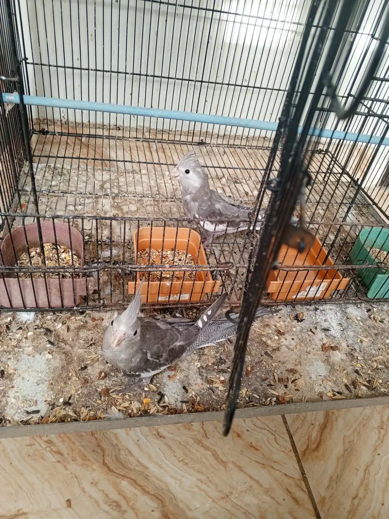 Lovebirds and cocktail for sale — photo 10