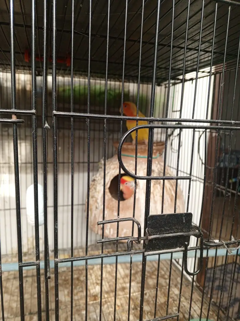 Lovebirds and cocktail for sale — photo 11