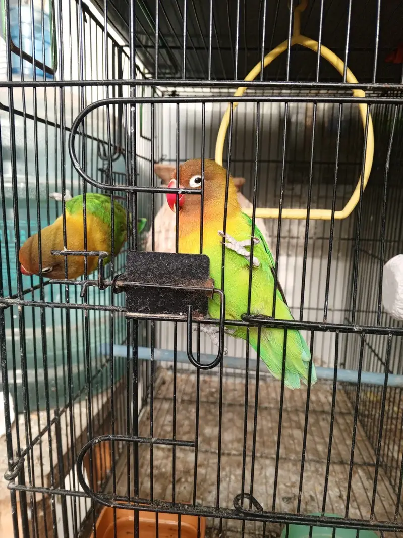 Lovebirds and cocktail for sale — photo 12