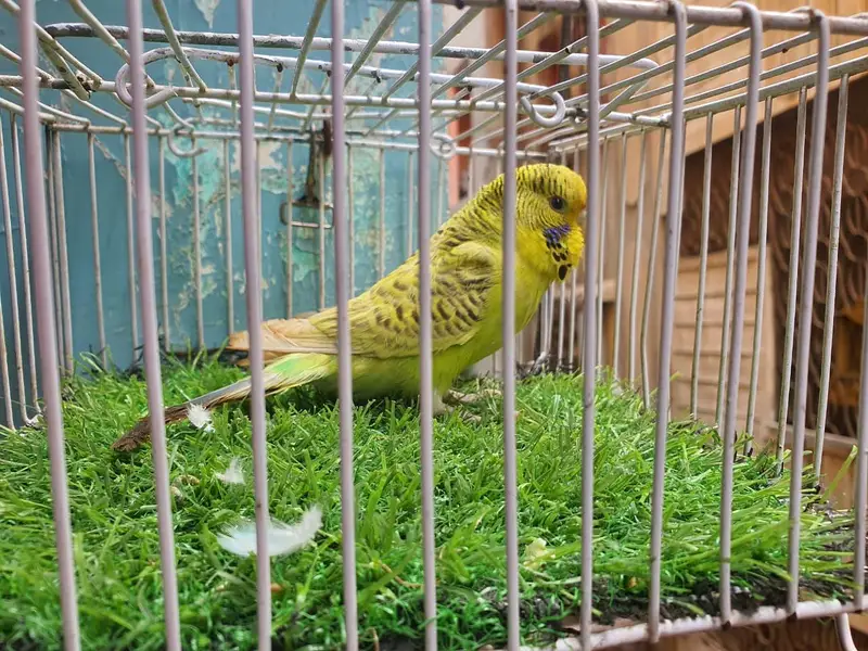 Tcb Undersize Female — photo 7