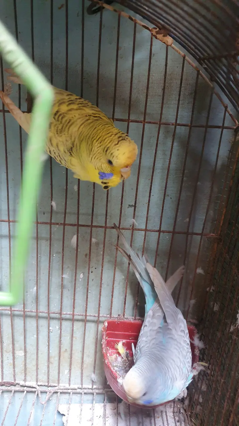 Tcb Undersize Female — photo 8