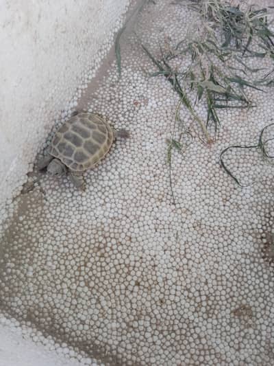 turtle