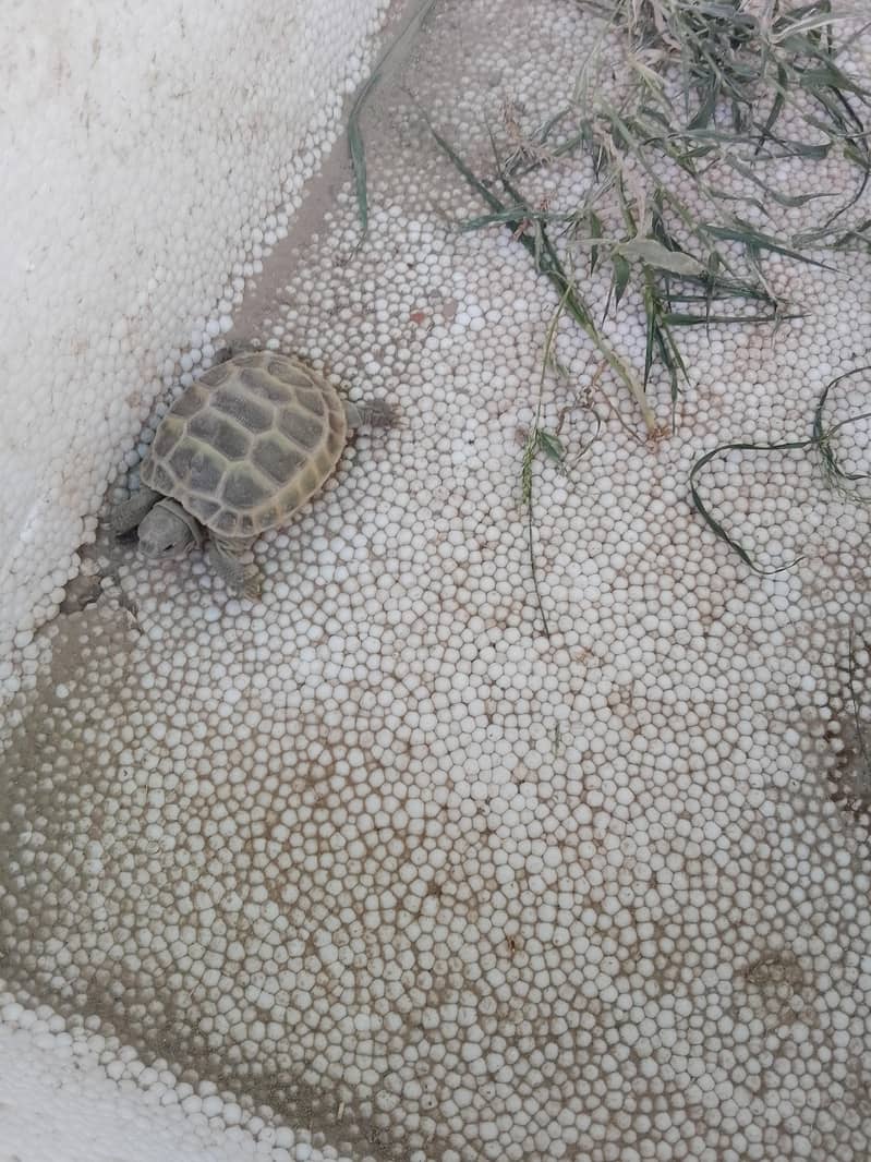 turtle 1