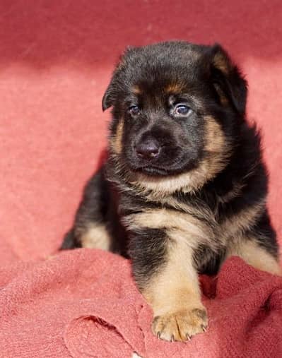 Black and Tan shaperd Female Puppy