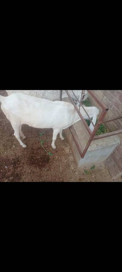 rajanpuri bakri