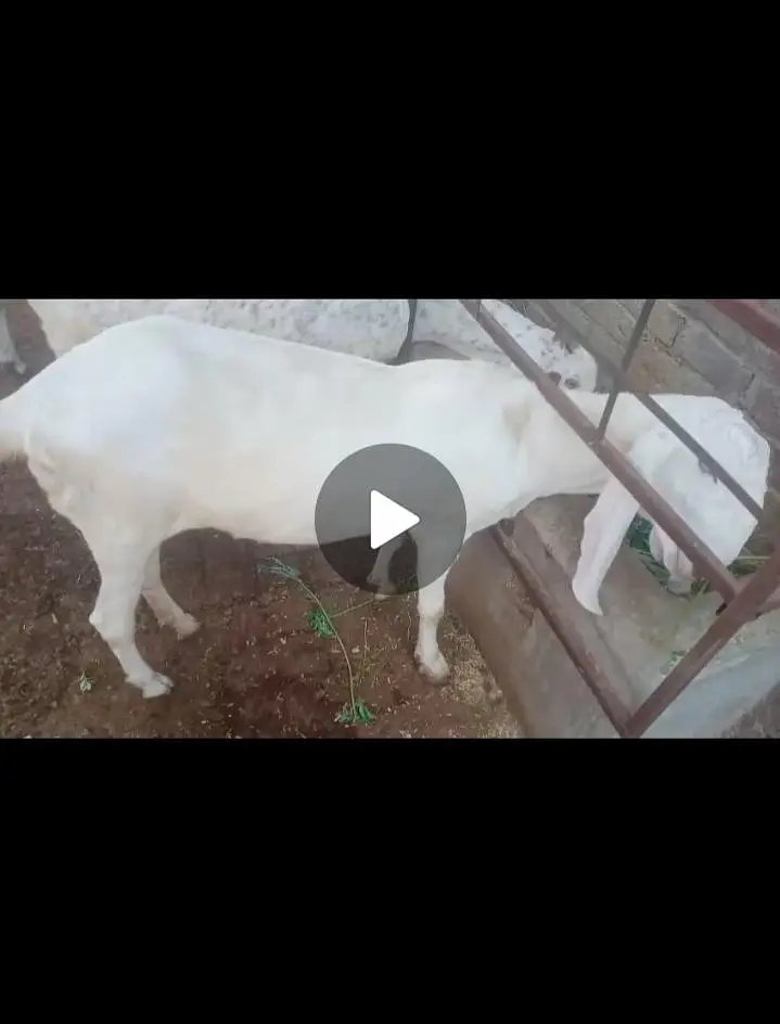 rajanpuri bakri — photo 2