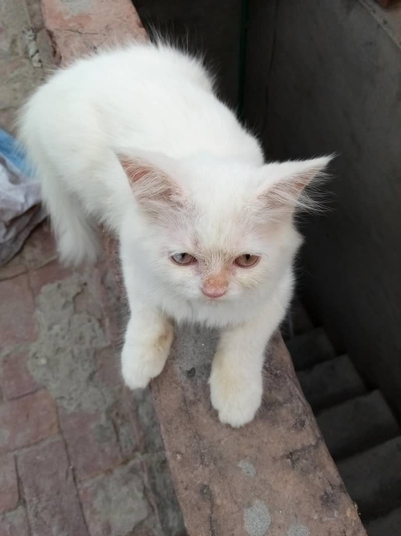 persian kitten 1