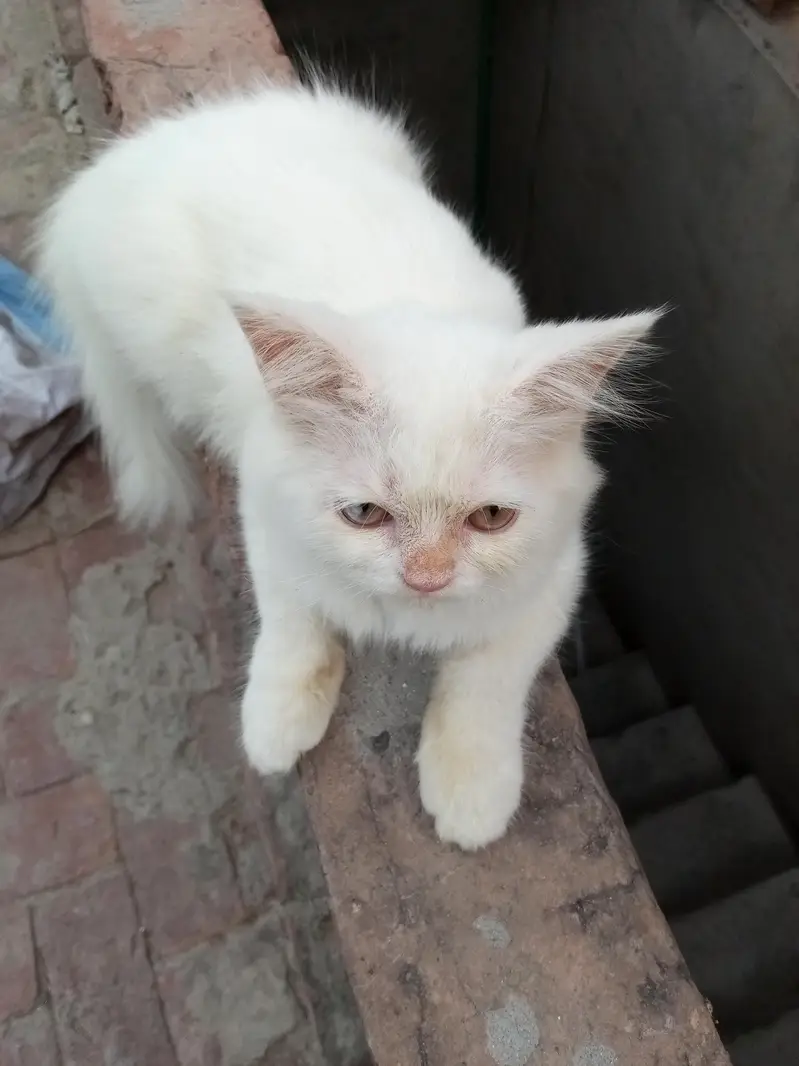 persian kitten — photo 2