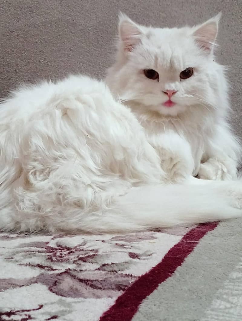 persian kitten 2