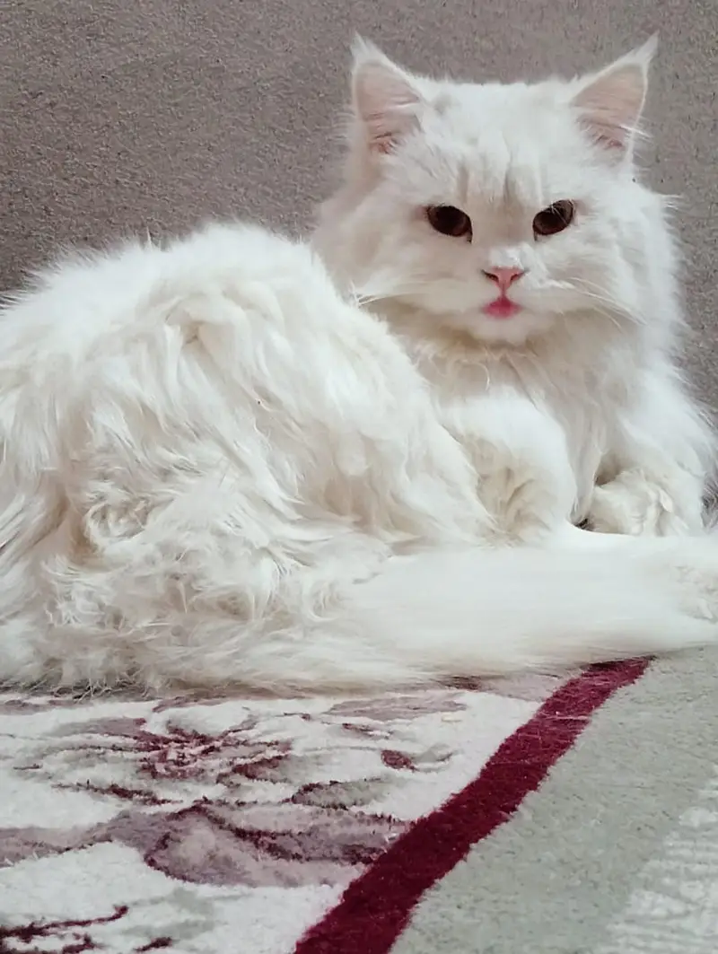 persian kitten — photo 3