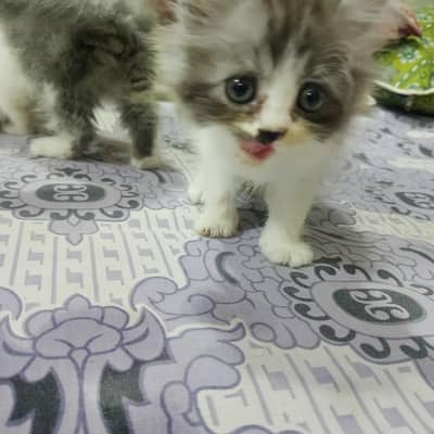 perisan kittens
