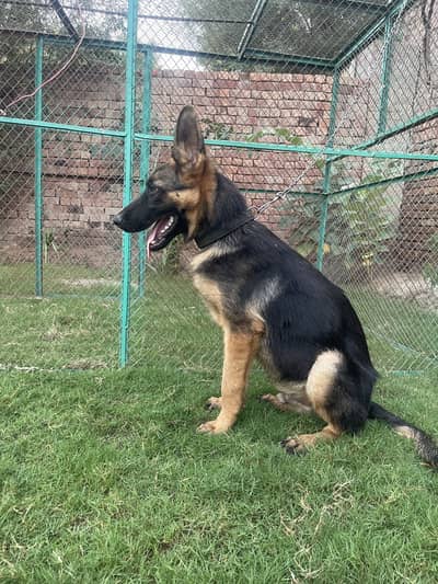 German Shepherd