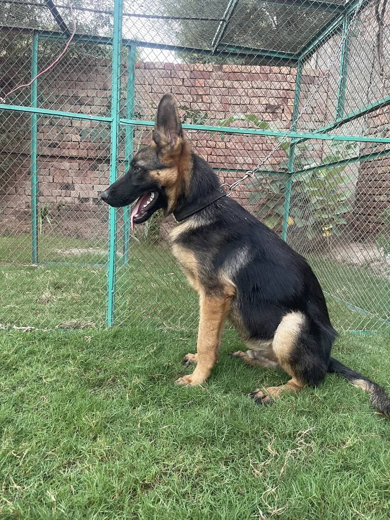 German Shepherd 0