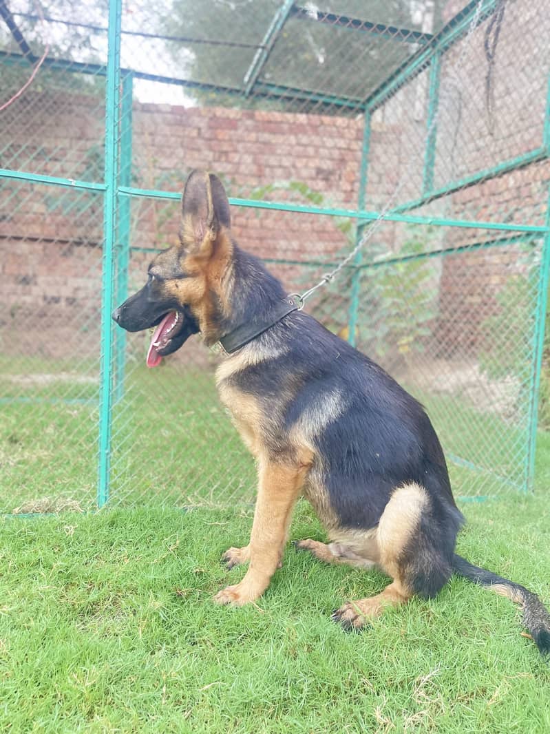 German Shepherd 1