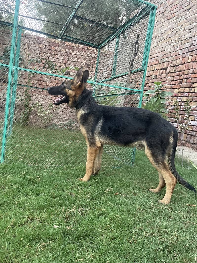 German Shepherd 2