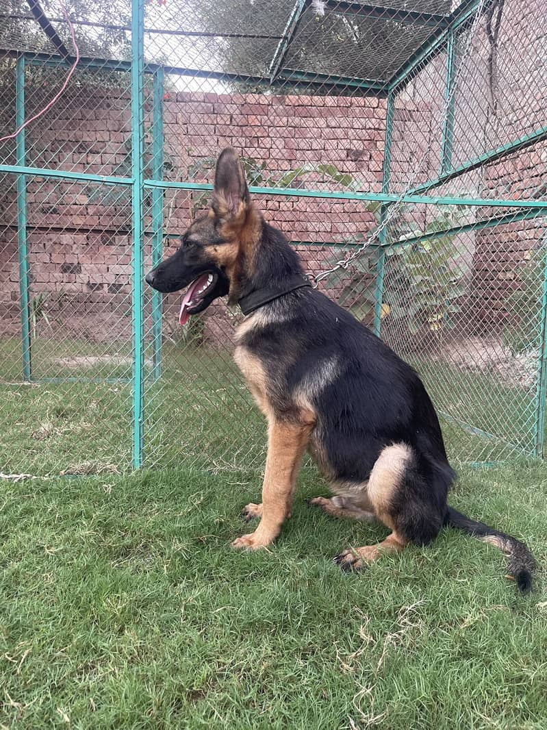 German Shepherd 3
