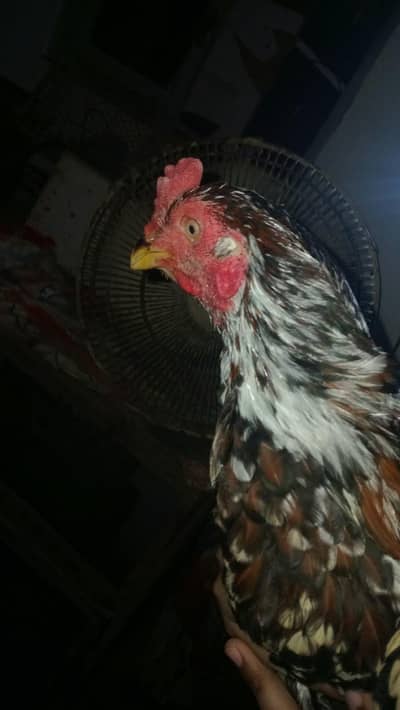 pigeon pair for sale or do aseel patha bhi for sale hai