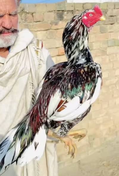 Aseel cheena murgha available