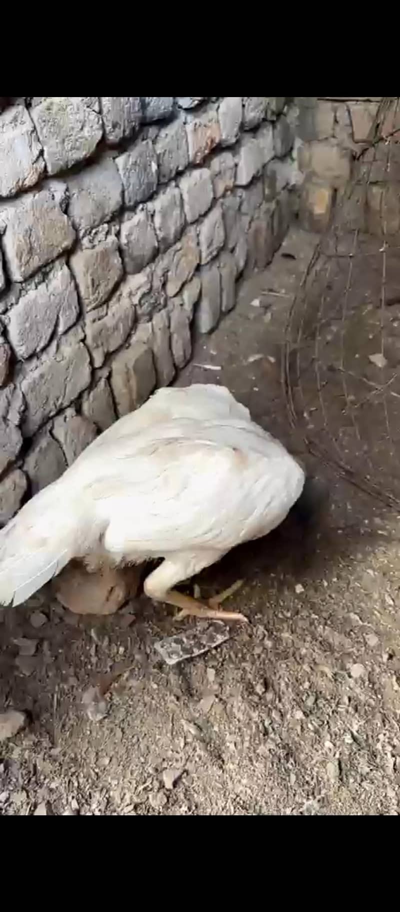 paper white 7