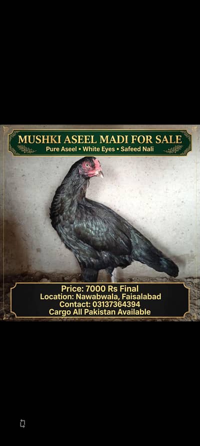 lassani aseel
