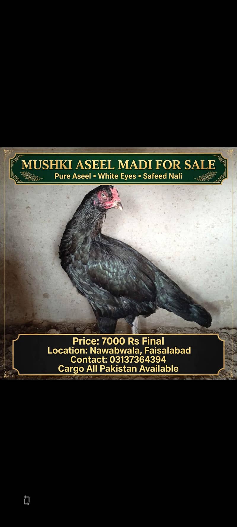 lassani aseel 0