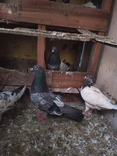 pigeon sale