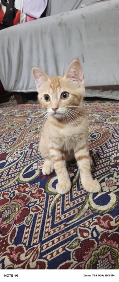 2 cute domestic short hair kittens for sale calico and ginger tabby