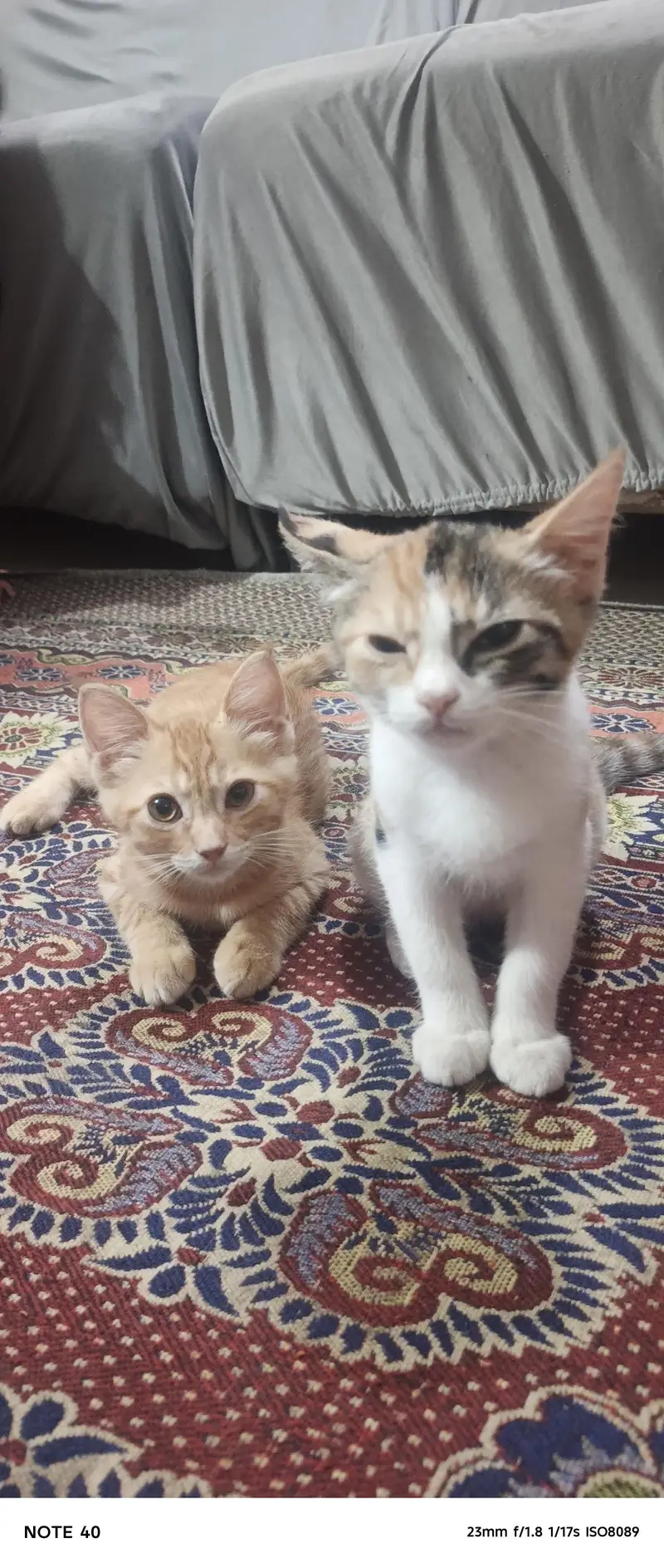 2 cute domestic short hair kittens for sale calico and ginger tabby — photo 2