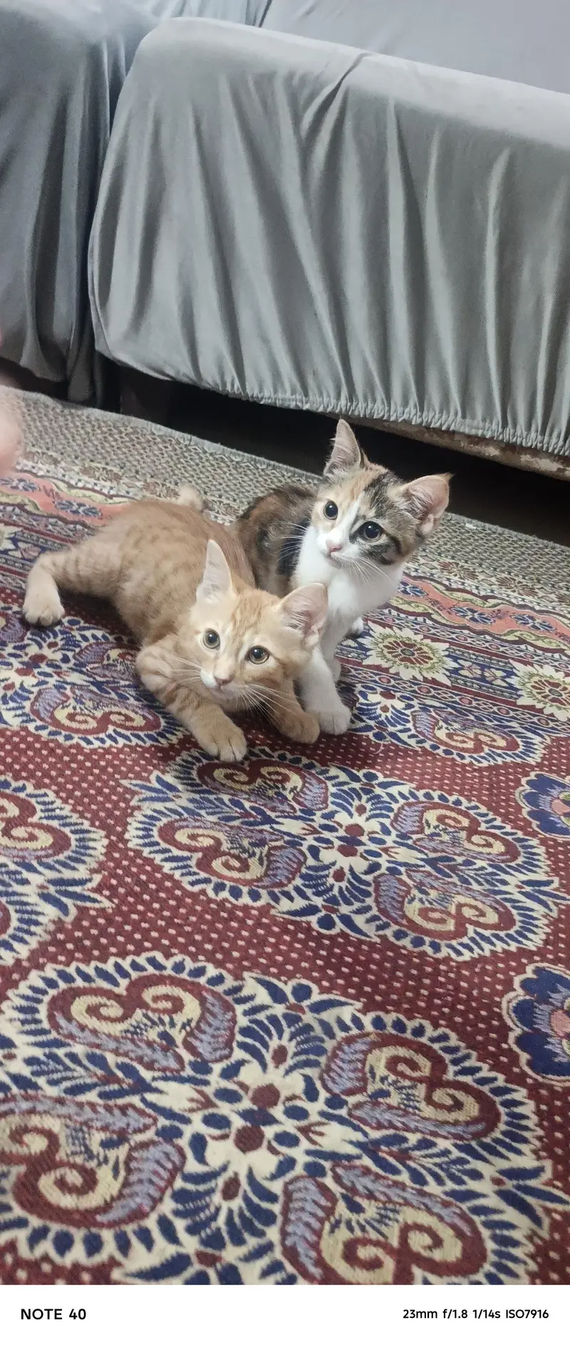 2 cute domestic short hair kittens for sale calico and ginger tabby — photo 3