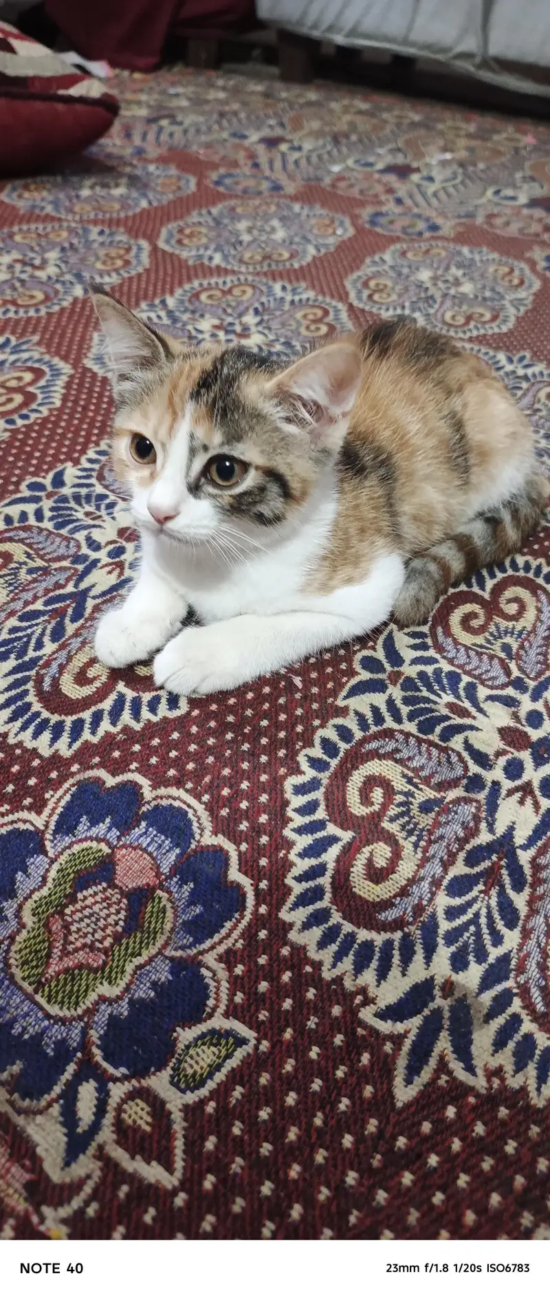 2 cute domestic short hair kittens for sale calico and ginger tabby — photo 4