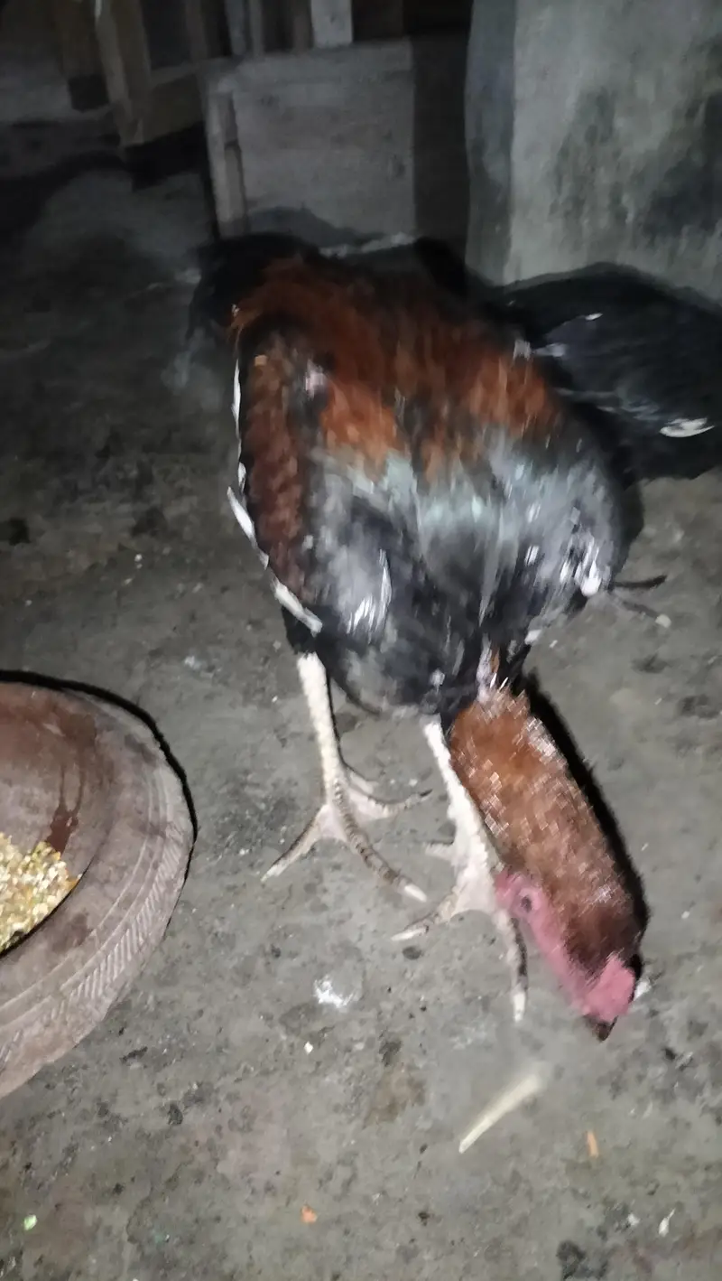 Aseel Thai — photo 2