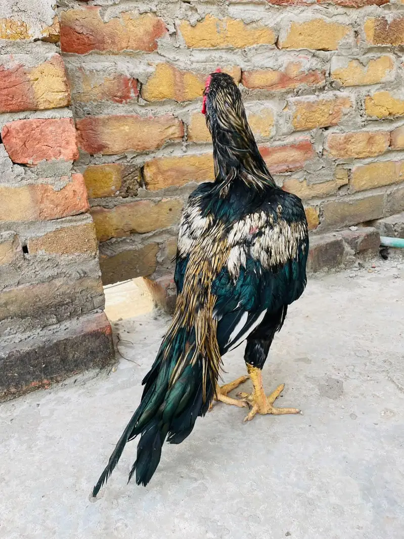 Sawa Aseel +Kajooriya peela Miawali — photo 2