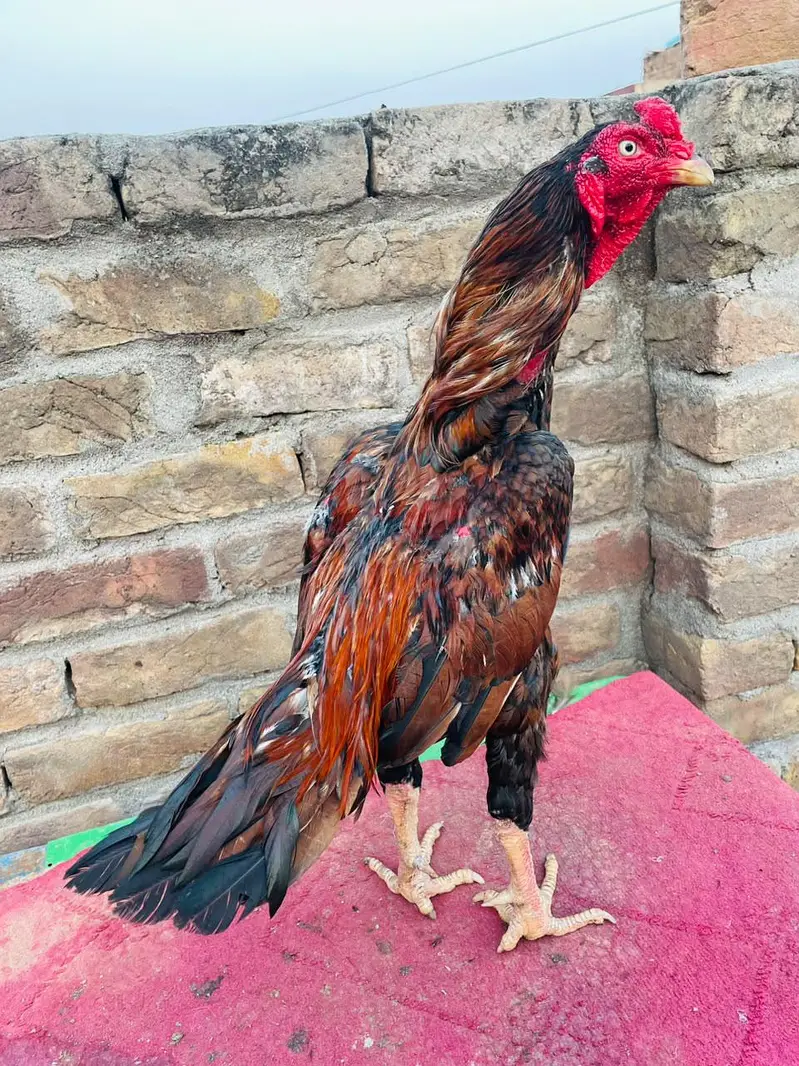 Sawa Aseel +Kajooriya peela Miawali — photo 3
