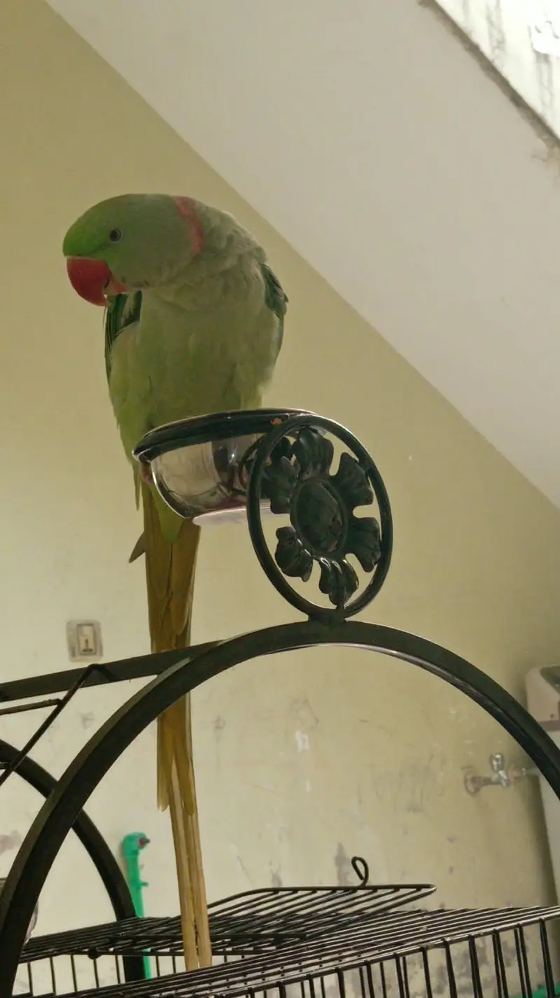 raw parrot jumbo size neet nd clean