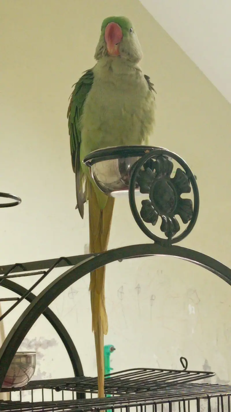 raw parrot jumbo size neet nd clean — photo 2