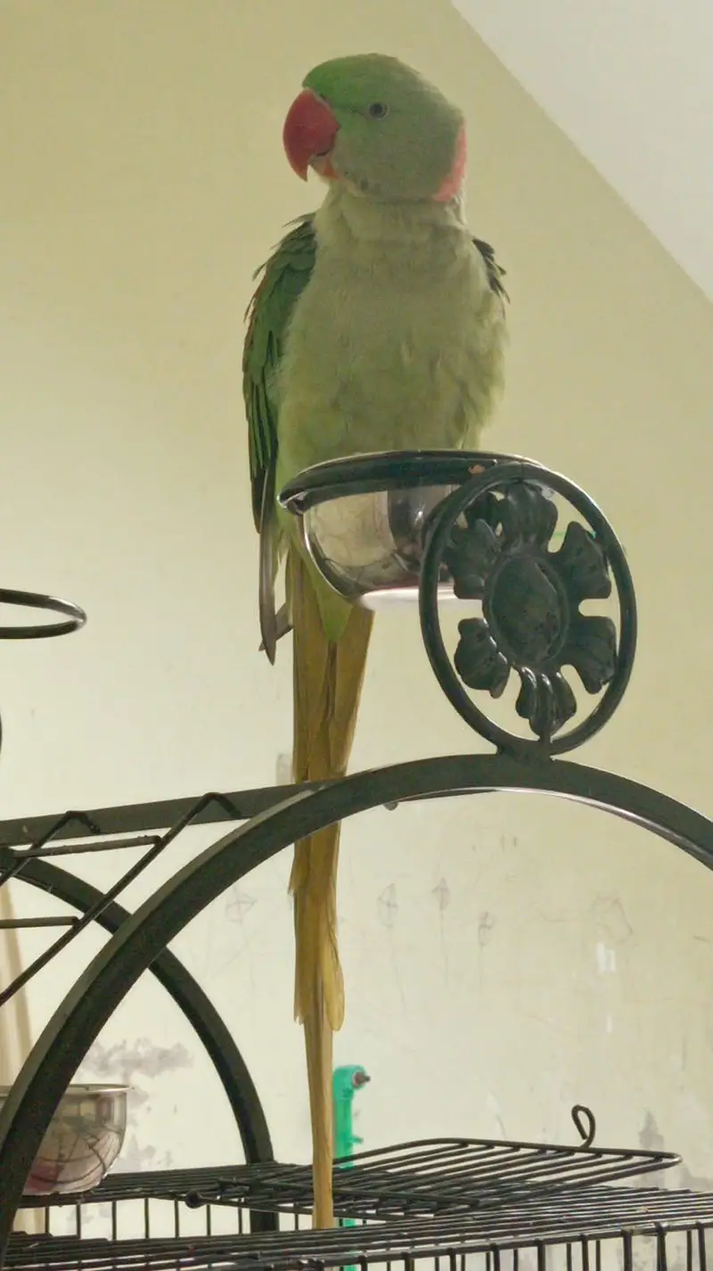 raw parrot jumbo size neet nd clean — photo 3