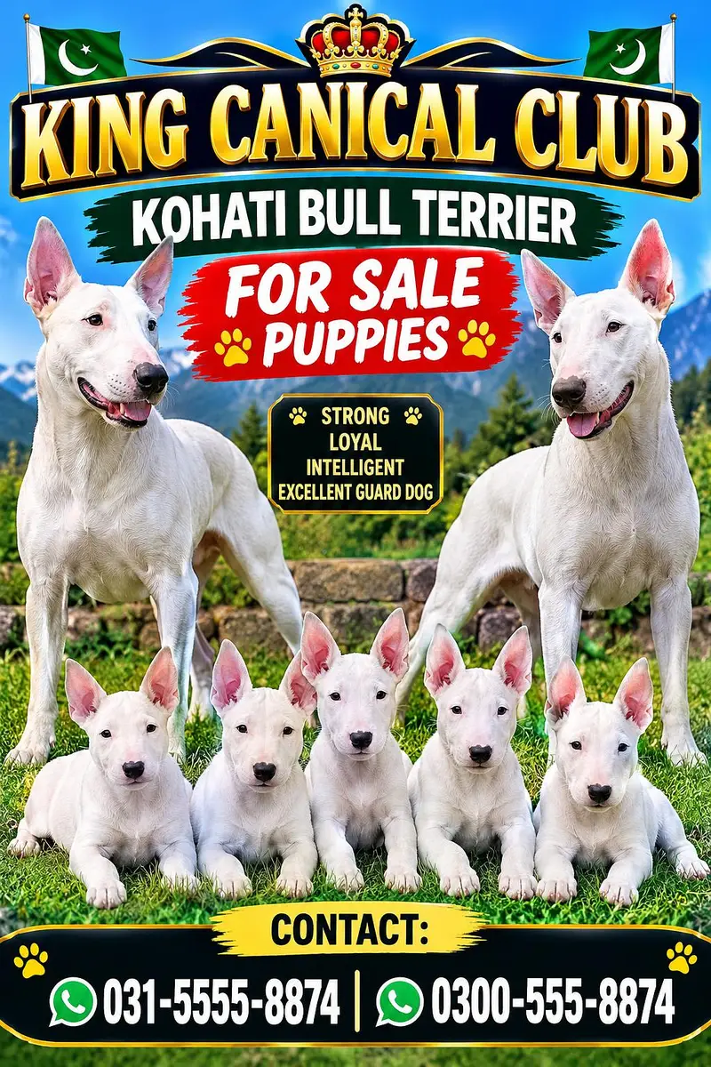 gultair dog available for sale