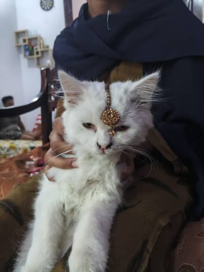 percian cat for sale