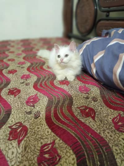 Persian Male Kitten for Sale