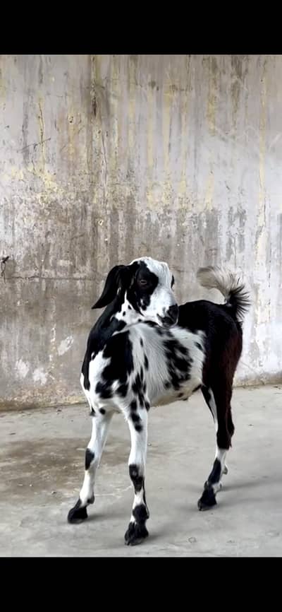 MASHA ALLAH Healthy N Active Teddy Male Goat
