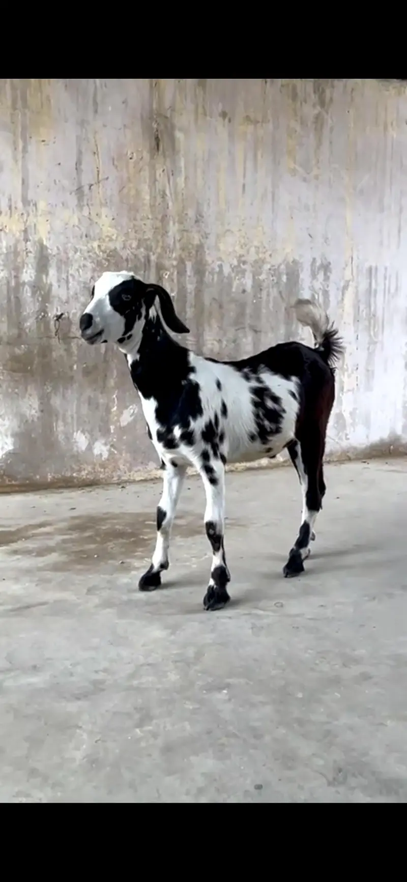 MASHA ALLAH Healthy N Active Teddy Male Goat — photo 2