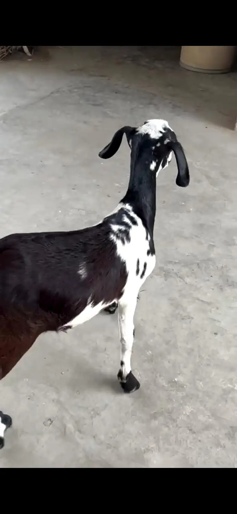 MASHA ALLAH Healthy N Active Teddy Male Goat — photo 3