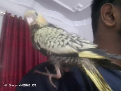 Cocktail chicks tame