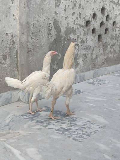 mianwali white female or male