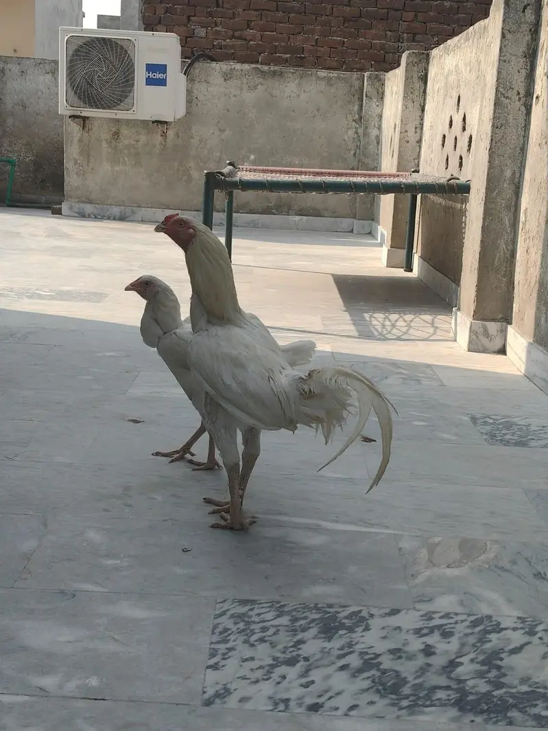 mianwali white female or male — photo 2