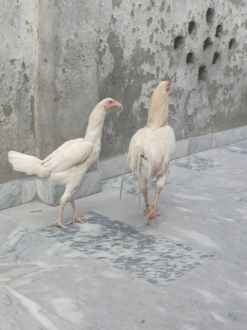 mianwali white female or male — photo 3